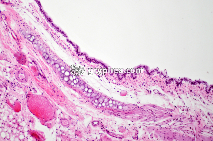 Trachée Rat x40 - gryphea.com